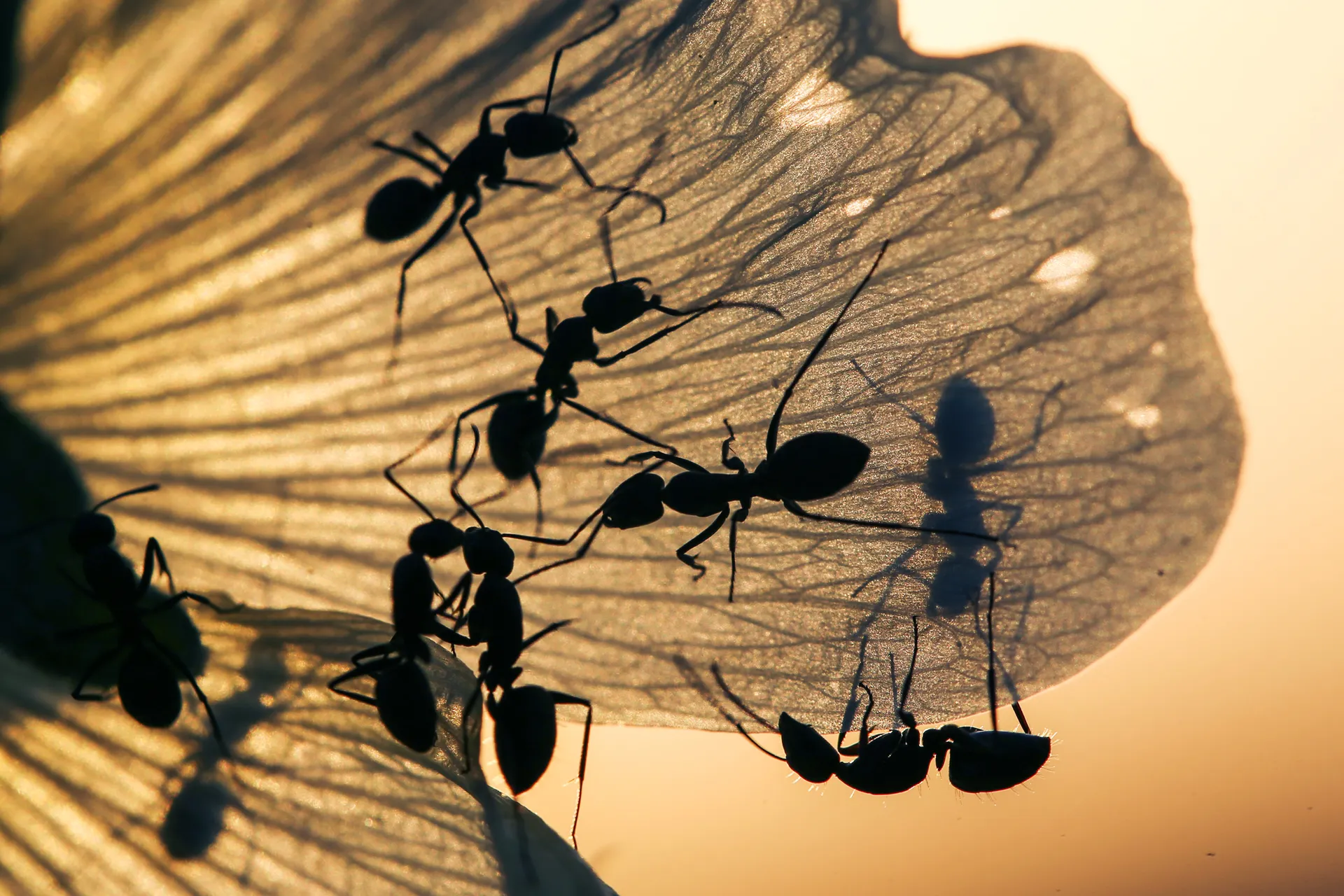 Ants