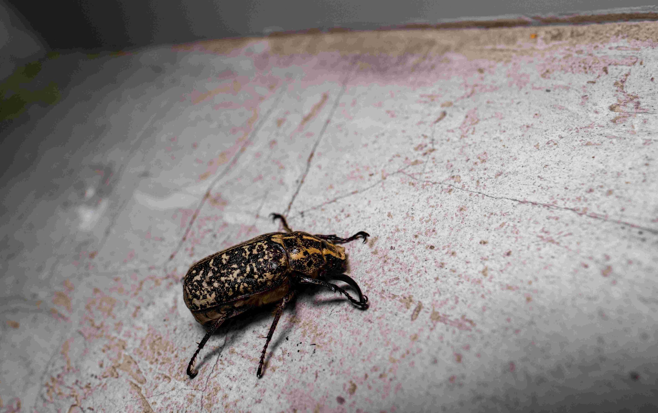 Bedbug