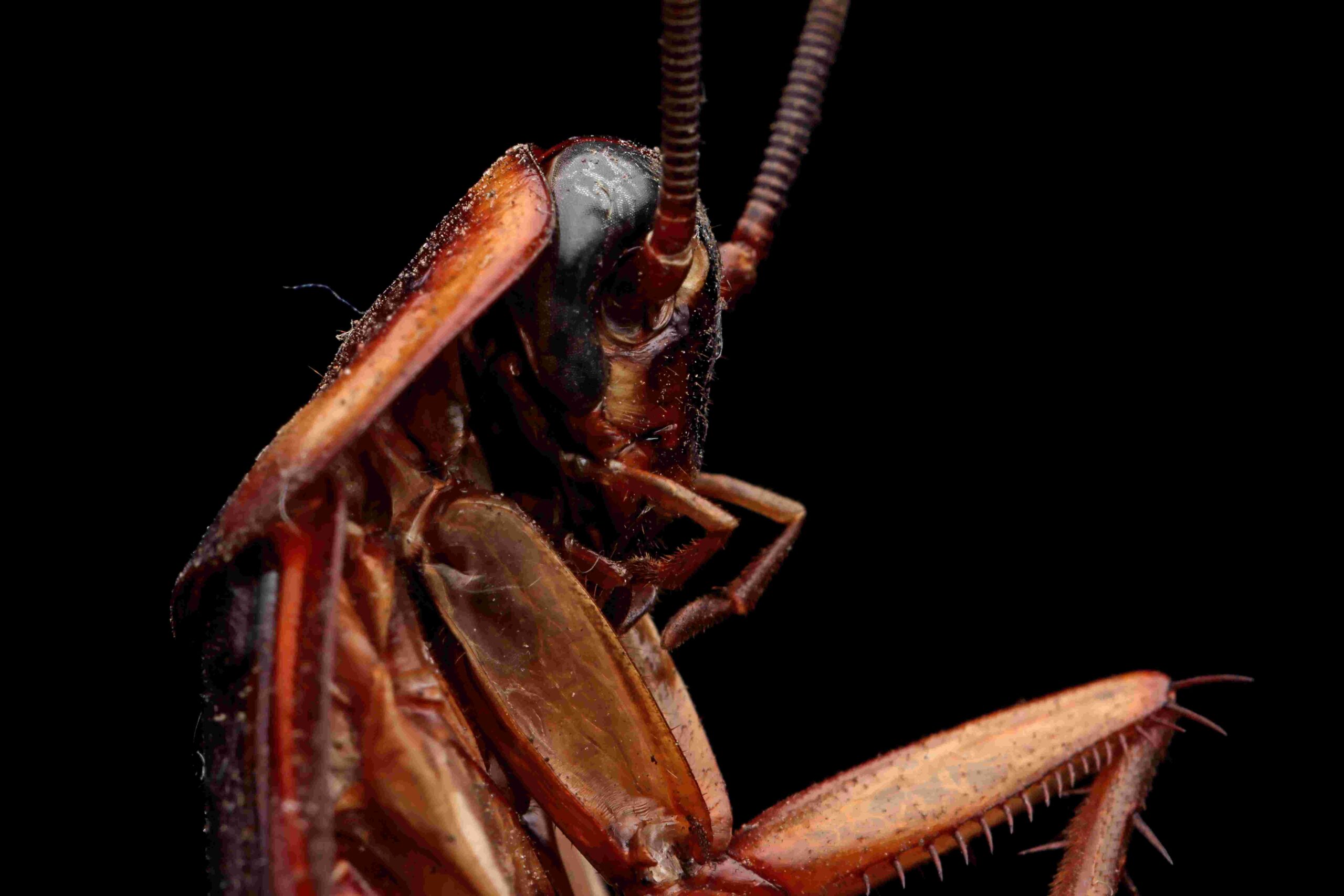 Cockroach