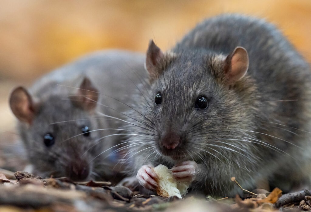 The brown rat (Rattus norvegicus) close up.