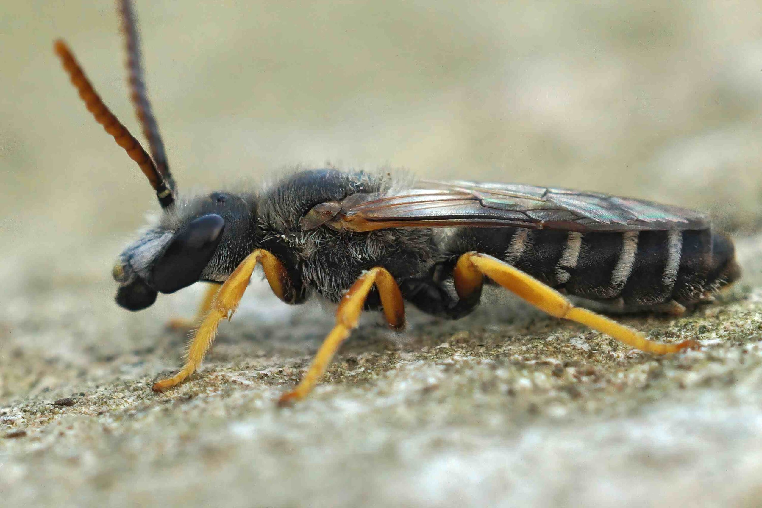 Termites