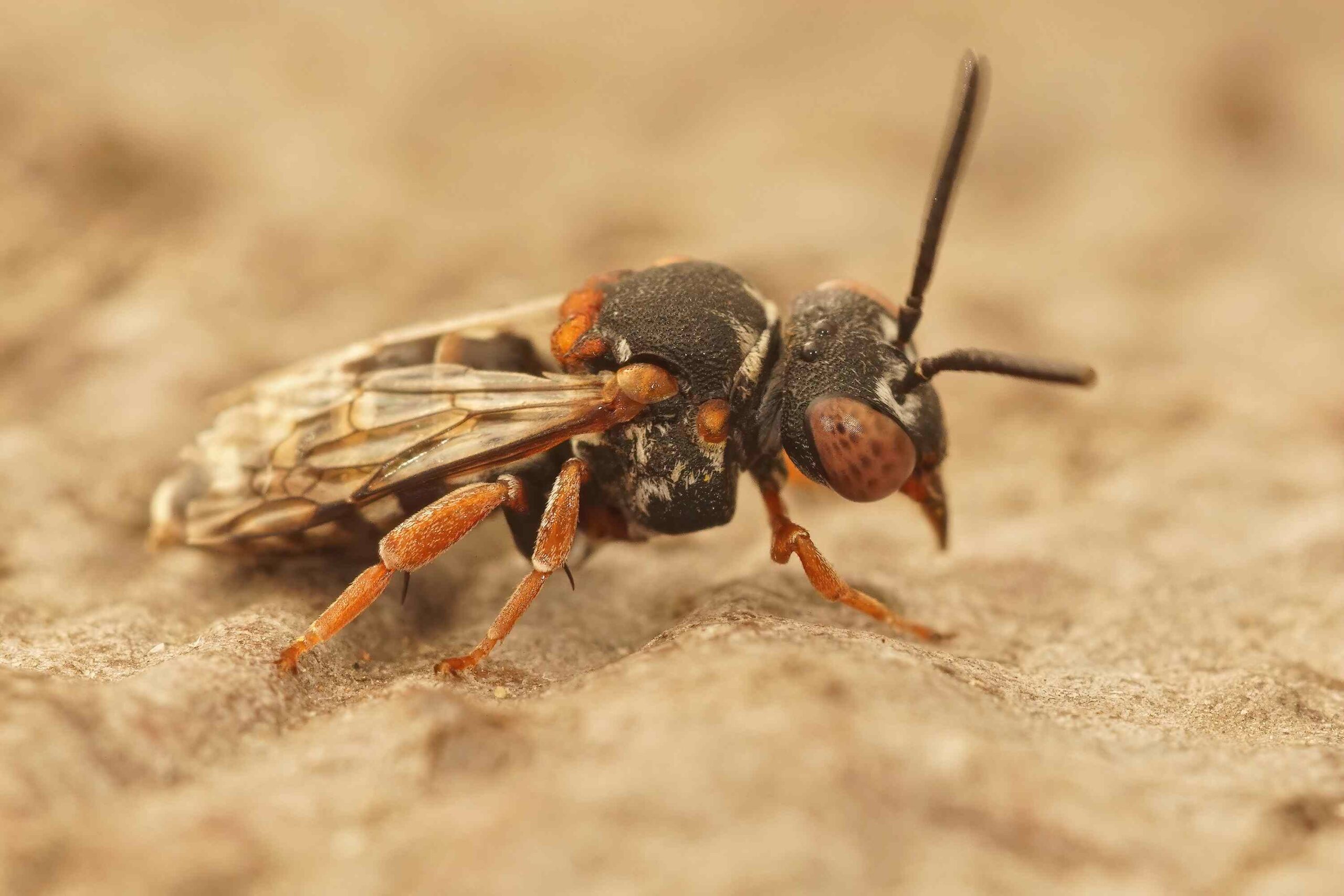 termite