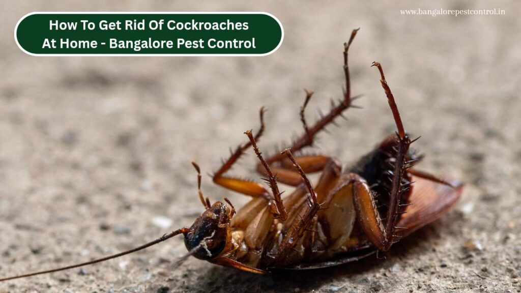 How to Get Rid of Cockroaches at Home