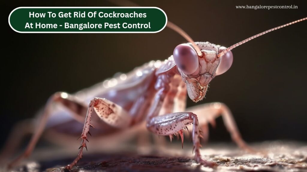 How to Get Rid of Cockroaches at Home