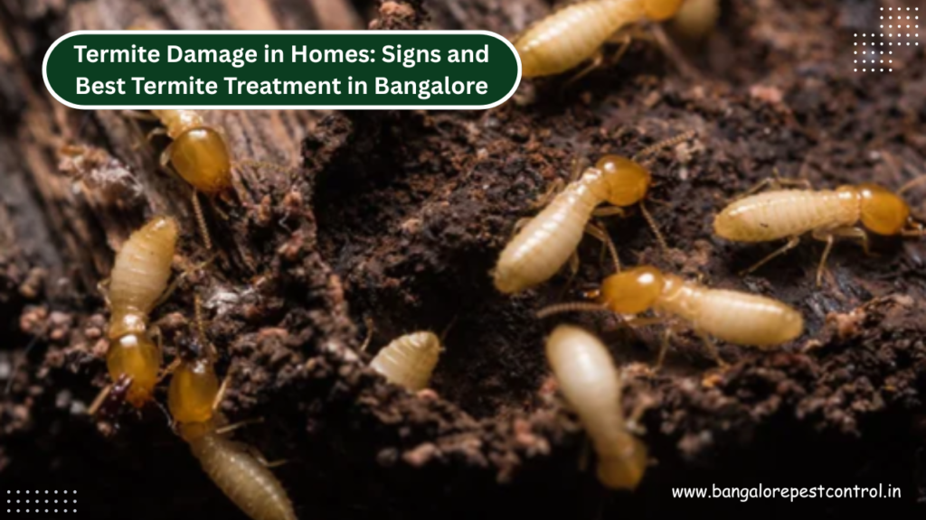 Termite Damage in Homes: Signs and Best Termite Treatment in Bangalore